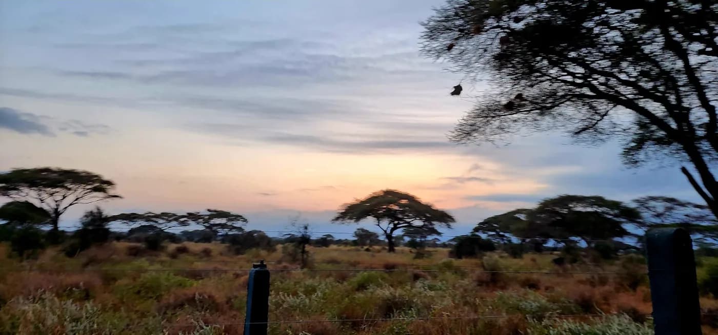 Acacia silhouettes beneath an East African sunset
