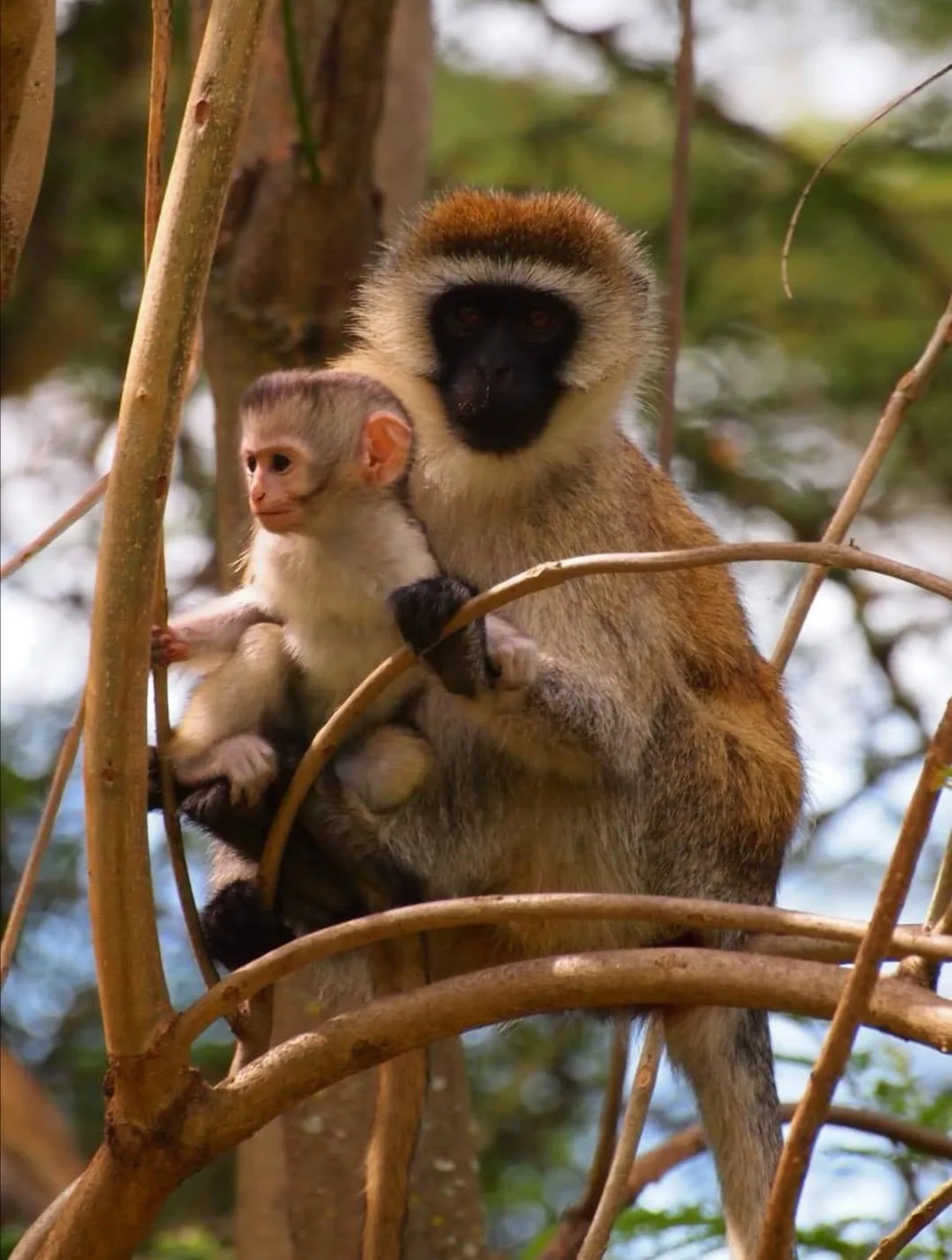 Monkey sitting among tree branches