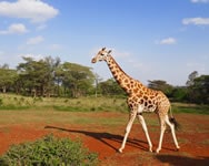 masai mara