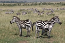 tanzania safaris