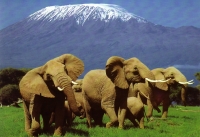 kenya safaris