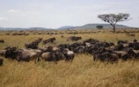 tanzania safaris