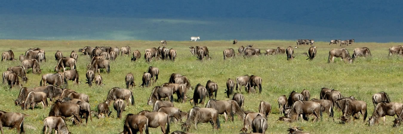 inside africa travel safaris wildebeest migration