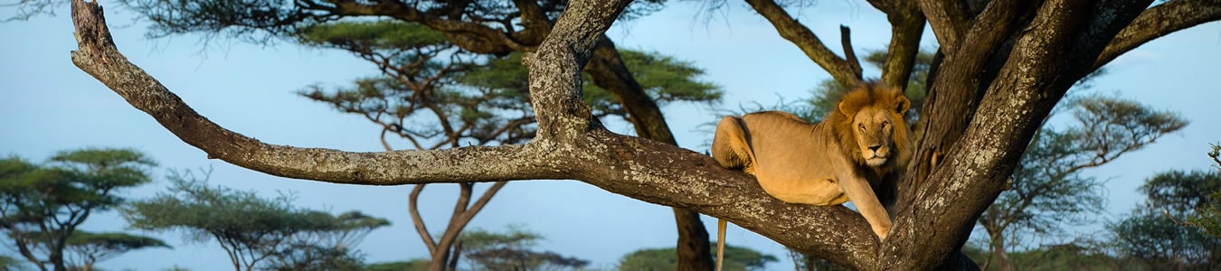 lion_on_tree-min.jpg