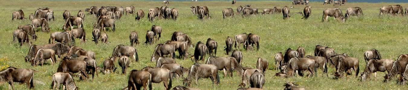 wildebeest_grazing.jpg