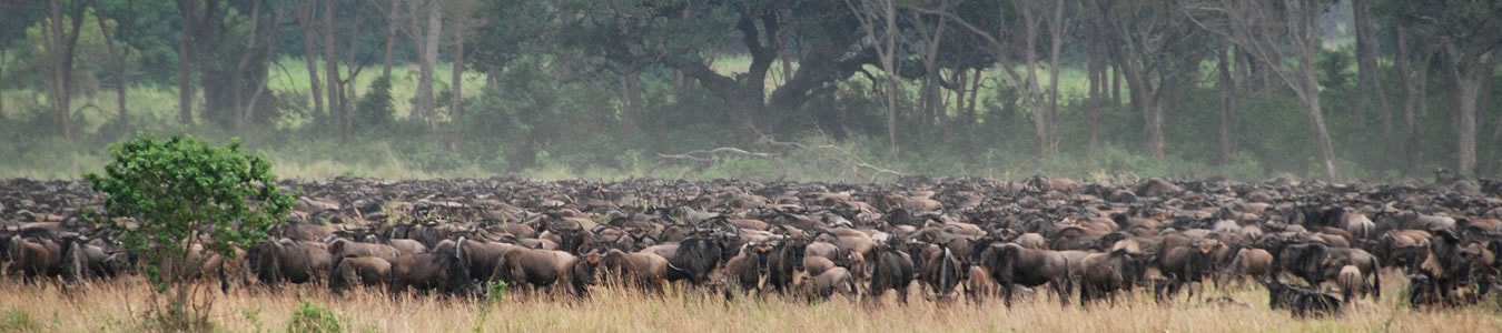 wildebeest_herd.jpg