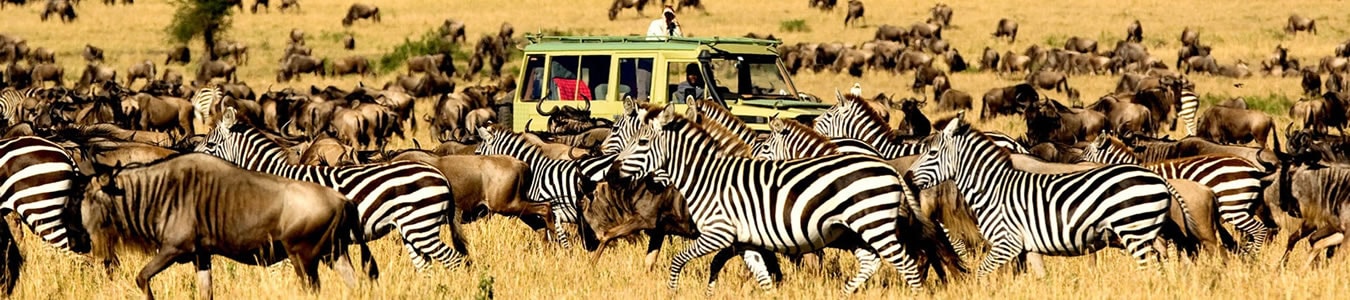 wildebeest_zebras.jpg